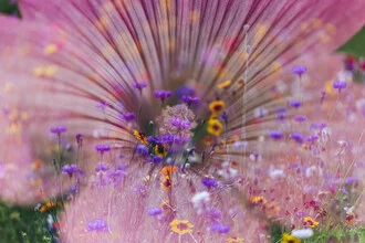 Colorful flower meadow with mug mallow and cornflowers in soft hues
