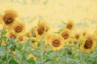Photo art by Courtney Crane: sunflower field under a blue sky
