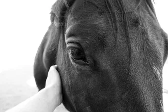 Close-up of a horse's eye with soft colors and a calm mood