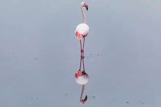 Flamingo reflecting in a calm lagoon in Namibia.