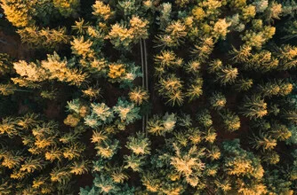 Photo art by Lina Jakobi: aerial view of a dense forest with soft green tones.