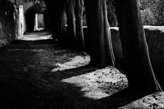 Wall art by Victor Bezrukov: tree casting shadows with light in Jerusalem lane