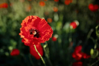 Fotografie von rotem Mohn im Sommer, sanfte Farben und entspannende Stimmung.