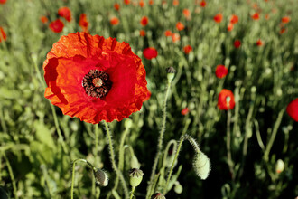 Sascha Faber, Einsamer Mohn (Deutschland, Europa)