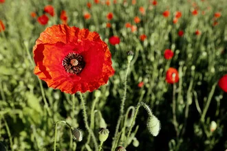 Photo art by Sascha Faber: close-up of a single poppy on a meadow.