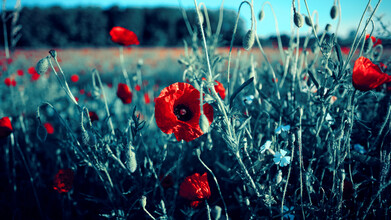 Sascha Faber, Flowers on Pluto (Deutschland, Europa)
