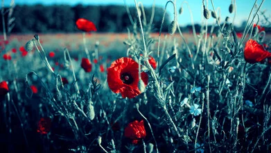 Photo art by Sascha Faber: poppy field in soft colors and summer light