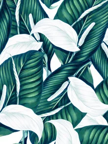 Tropical Winter - Fineart photography by Uma Gokhale