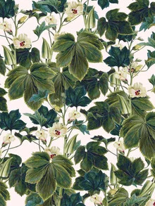 Illustration by Uma Gokhale: colorful jungle scene featuring vibrant exotic plants.