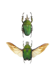 Marielle Leenders, Rarity Cabinet Insect Beetle Green 2 (Netherlands, Europe)
