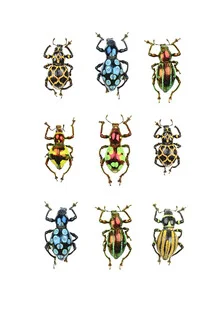 Photo art by Marielle Leenders: Beetles in a rarity cabinet, resembling small jewels