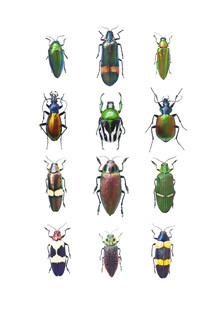 Marielle Leenders, Rarity Cabinet Insect Beetle Mix (Netherlands, Europe)