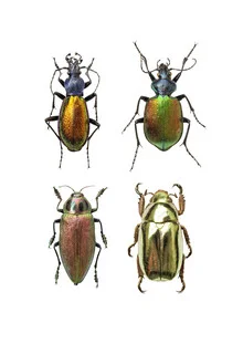 Photo art by Marielle Leenders: detailed beetles from a rarity cabinet