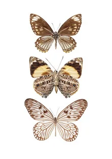Photo art by Marielle Leenders: brown butterflies on a light background