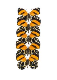 Fotokunst: leuchtende orangefarbene Schmetterlinge auf dunklem Hintergrund.