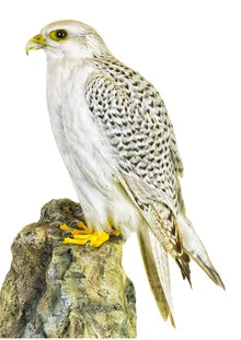 Photo art by Marielle Leenders: bird of prey in natural setting