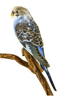 Marielle Leenders, Rarity Cabinet Bird Parakeet (Netherlands, Europe)