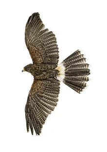 Photo art by Marielle Leenders: eagle flying with wings spread wide.