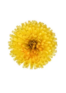 Photo art by Marielle Leenders: close-up of a yellow calendula flower