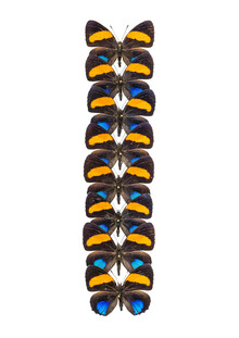 Marielle Leenders, Rarity Cabinet Butterfly Orange (Netherlands, Europe)