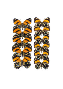 Marielle Leenders, Rarity Cabinet Butterfly Orange 2 (Netherlands, Europe)