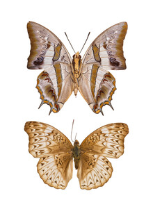 Marielle Leenders, Rarity Cabinet Butterfly Brown (Netherlands, Europe)