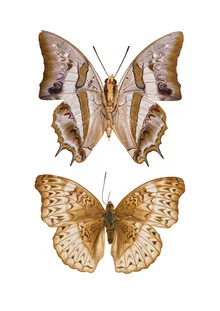 Photo art by Marielle Leenders: butterfly in a rarity cabinet