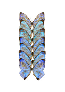 Marielle Leenders, Rarity Cabinet Butterfly Blue (Netherlands, Europe)