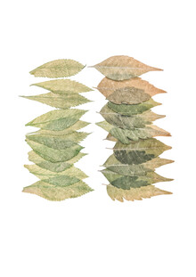 Marielle Leenders, Rarity Cabinet Leaves 2 (Netherlands, Europe)