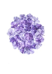 Nahaufnahme einer lila Hortensie mit sanften Farben und feinen Details in einem ruhigen Licht.
