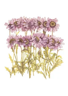 Photo art by Marielle Leenders: dried flowers in a decorative arrangement