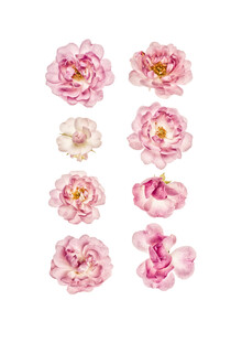 Marielle Leenders, Rarity Cabinet Flower Roses (Netherlands, Europe)
