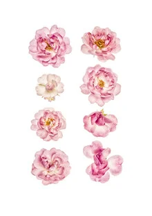 Photo art by Marielle Leenders: delicate roses in a rarity cabinet