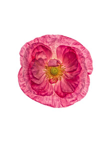 Marielle Leenders, Rarity Cabinet Flower Poppy 1 (Netherlands, Europe)