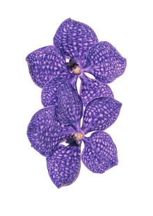 Marielle Leenders, Rarity Cabinet Flower Orchid (Netherlands, Europe)