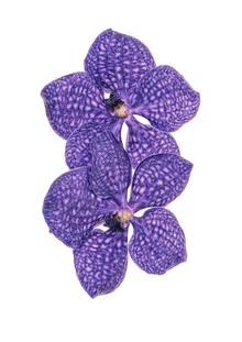 Photo art by Marielle Leenders: close-up of a purple orchid
