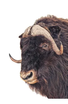 Photo art by Marielle Leenders: detailed depiction of a bison in a rarity cabinet