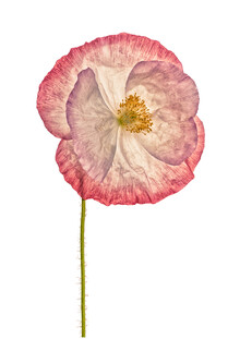 Marielle Leenders, Rarity Cabinet Flower Poppy 3 (Netherlands, Europe)