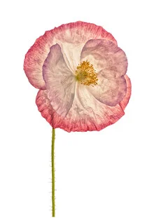 Nahaufnahme einer Mohnblume in sanften Pinktönen auf hellem Hintergrund.