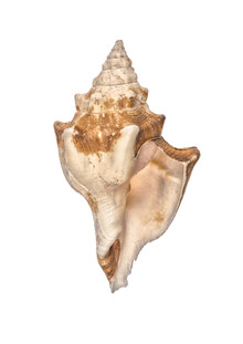 Marielle Leenders, Rarity Cabinet Shell (Netherlands, Europe)