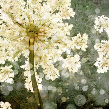 Katherine Blower, Elderflower
