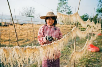 Frau hängt frischen Knoblauch zum Trocknen in Myanmar auf