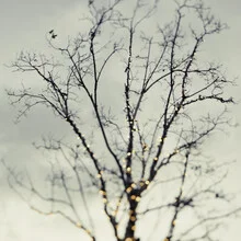 Fotokunst von Vera Mladenovic: sanfte Lichter in einem magischen Bokeh.