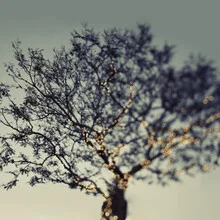 Photo art by Vera Mladenovic: soft lights in a festive scene