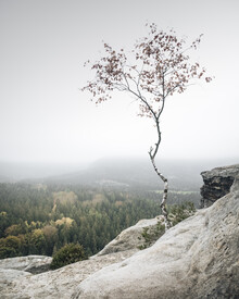 Ronny Behnert, Young Birch