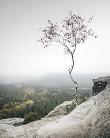 Photo art by Ronny Behnert: young birch surrounded by gentle autumn fog