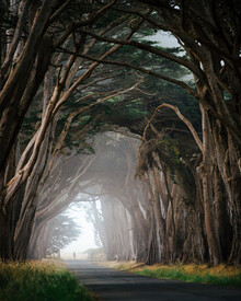 André Alexander, Cypress tree tunnel (United States, North America)