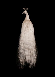 Marielle Leenders, Rarity Cabinet Bird Peacock White (Niederlande, Europa)