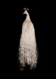 Photo art by Marielle Leenders: elegant peacock in a rarity cabinet