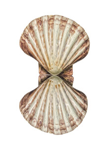 Marielle Leenders, Rarity Cabinet Shell Double (Netherlands, Europe)